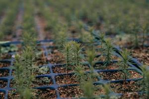 Forestry England Nursery